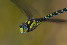 Aeshna cyanea